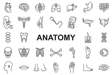 Anatomy Icons - Editable stroke - obrazy, fototapety, plakaty