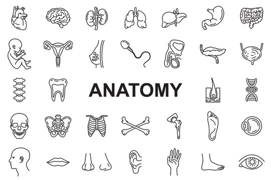 Anatomy Icons - Editable stroke