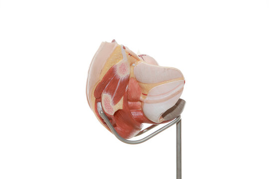 female internal genitalia medical model
