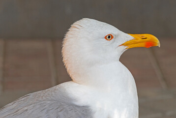 White and grey seagull