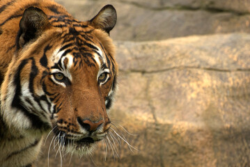 portrait of a tiger