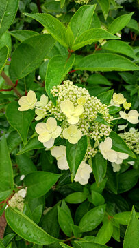 Viburnum flowering bush Vib rnum pulus close-up of small white viburnum flowers on a tree branch .