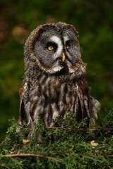 great owl