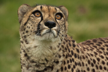 portrait of a cheetah
