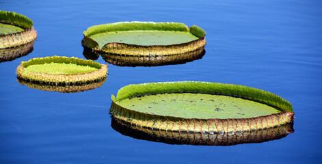 Victoria amazonica is a species of flowering plant, the largest of the Nymphaeaceae family of water...