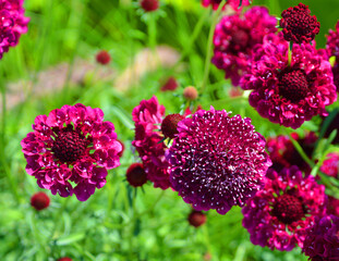 Knautia arvensis, commonly known as field scabious, is a herbaceous perennial species of flowering plant in the honeysuckle family Caprifoliaceae.