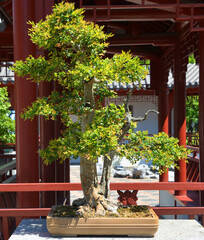 Bonsai. It is an Asian art form using cultivation techniques to produce small trees in containers that mimic the shape and scale of full size trees