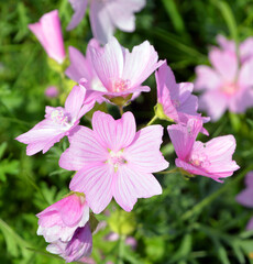 Malva moschata, the musk mallow or  marsh-mallow is a species of flowering plant in the family Malvaceae, native to Europe and southwestern Asia