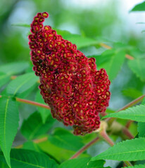 Flower of Rhus typhina, the staghorn sumac, is a species of flowering plant in the family Anacardiaceae, native to eastern North America.