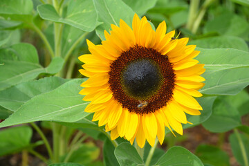 The sunflower is an annual plant native to the Americas. It possesses a large inflorescence, and...