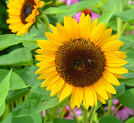 Obraz premium The sunflower is an annual plant native to the Americas. It possesses a large inflorescence, and its name is derived from the flower's shape and image, which is often used to depict the sun.