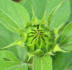 The sunflower is an annual plant native to the Americas. It possesses a large inflorescence, and its name is derived from the flower's shape and image, which is often used to depict the sun.