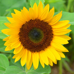 Fototapeta premium The sunflower is an annual plant native to the Americas. It possesses a large inflorescence, and its name is derived from the flower's shape and image, which is often used to depict the sun.