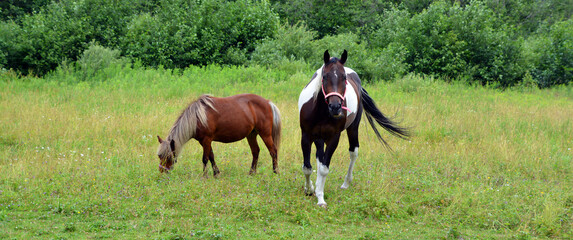 Young horse in field in summer season in Eastern township, Quebec, Canada