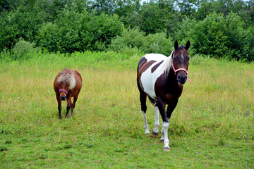 Naklejka na ściany i meble Young horse in field in summer season in Eastern township, Quebec, Canada