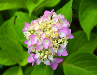 Obraz na płótnie Canvas Hydrangea (common names hydrangea or hortensia) is a genus of 70–75 species of flowering plants native to southern and eastern Asia (China, Japan, Korea, the Himalayas, and Indonesia) and the Americas