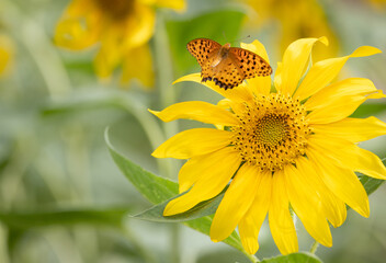 butterfly on sunflower