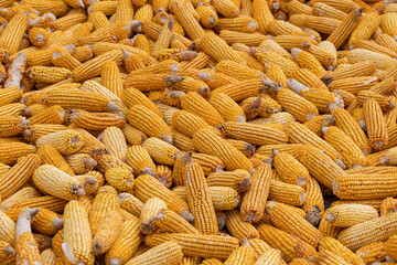 dry corn cobs 