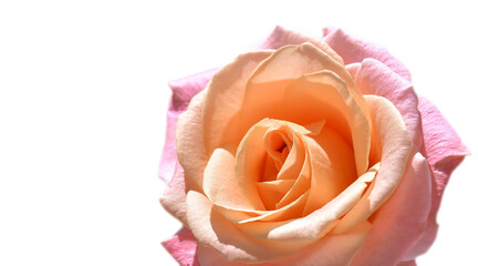 Orange rose isolated on white background. Bud with petals close up