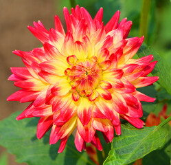 Dahlia is a genus of bushy, tuberous, perennial plants native to Mexico, Central America, and Colombia. There are at least 36 species of dahlia, some like D. imperialis up to 10 metres tall.