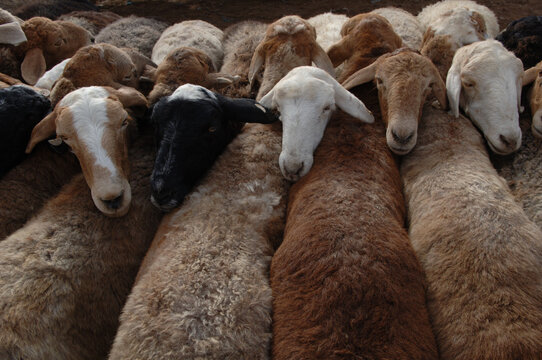 Chinese Livestock Market