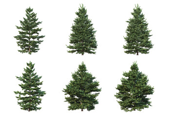 Pine trees on a white background.