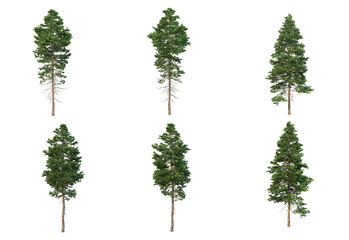 Pine trees on a white background.