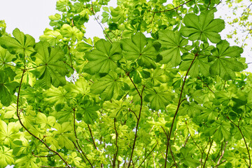 Chestnut green tree spring leaves 