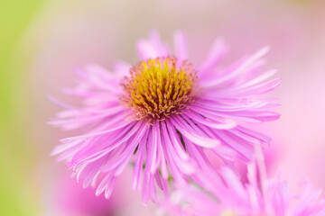 Obraz premium Michaelmas daisy flower - close up. Natural pastel color background. 