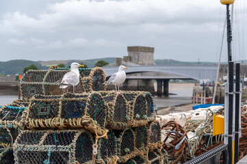 Seagulls in Conwy, North Wales