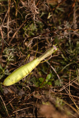 The praying mantis isolated