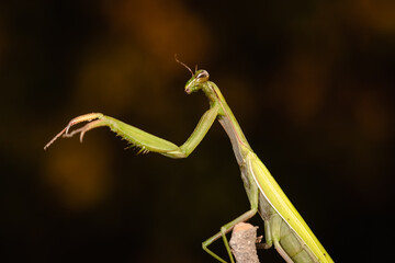 The praying mantis isolated