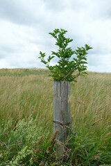 repousse dans un bois mort