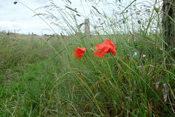 coquelicots