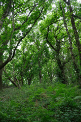 for&ecirc;t de ch&ecirc;nes