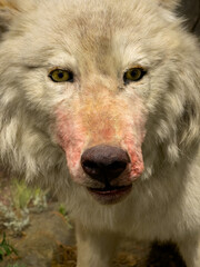 grey wolf close up of face.  Bloom on face