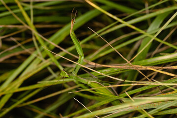 The praying mantis isolated