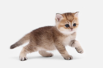 British shorthair kitten of golden color on white background and green leaves. Cute red chinchilla...