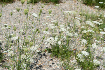 Obraz premium Daucus carota (known in N. A. as Queen's Anne Lace) in summer
