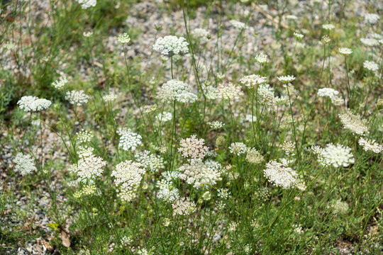 Daucus carota (known in N. A. as Queen's Anne Lace) in summer