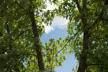 maple trees and cloudy sky in summer
