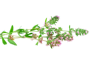 Close-up of blooming mother-of-thyme herb sprigs isolated on a white background. Fragrant blooming thyme leaves with lilac flowers. Natural herbal medicine, fragrant spice, culinary ingredient.