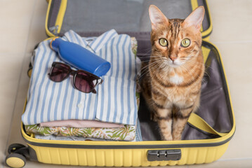 Domestic red cat sits in a suitcase or bag and waits for a trip.