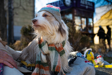 An old shaggy circus dog in a hat and scarf sits on the street on a midnight winter day