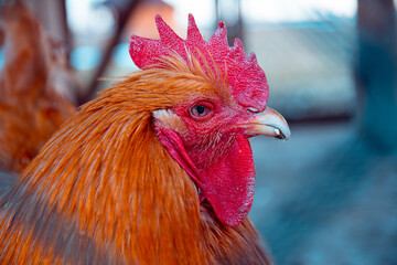 Beautiful brown rooster. Portrait of a domestic rooster with a large comb and beard