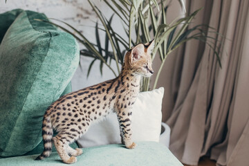 Serval wild cat at home interior. African spotted kitten. Yellow golden fur with black dot and big...