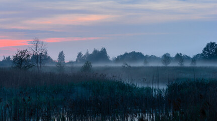 Morning mist on the river bank. Purple Haze. Fog at dawn