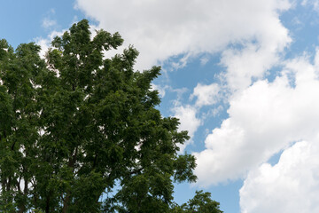 tree and cloudy sky