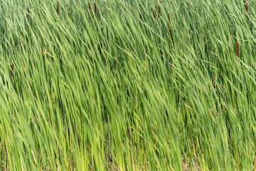 green reeds background