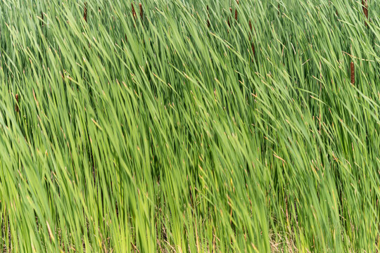 Green Reeds Background